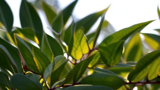 Close-up of Laurus nobilis leaves
