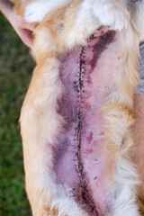 Close-Up of a Corgi Dog's Post-Mastectomy Surgical Scar and Sutures