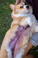 Close-Up of a Corgi Dog's Post-Mastectomy Surgical Scar and Sutures