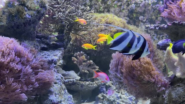 tropical fish of different colors swimming in coral reef aquarium with purple corals and clear water
