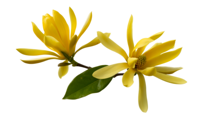 Close-up of two bright yellow flowers on branch with green leaf png isolated on transparent background