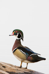 Obraz premium 00715-08906 Wood Duck (Aix sponsa) male on log in wetland, Marion County, IL