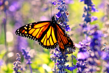 A close up image of a monarch butterfly feeding on lavender flowers in a garden, brightly colored. 