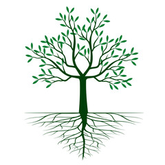 Fototapeta premium Green Tree with Leaves and Roots. Vector outline Illustration. Plant in Garden.
