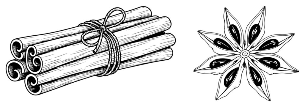 Cinnamon sticks bundle and star anise spice set Hand drawn baking ingredients vector illustration