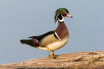 00715-11209 Wood Duck (Aix sponsa) male in wetland Marion Co. IL
