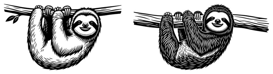 Obraz premium Two cute sloths hanging on tree branch vector illustration in hand drawn engraving style