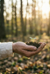 Hands Holding Soil with Green Seedling in Forest at Sunrise