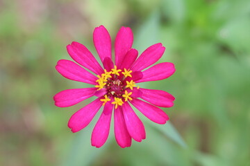 Beautiful zinnias in the garden