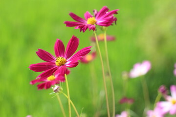 Beautiful cosmos flowers in the garden.
