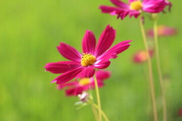 Beautiful cosmos flowers in the garden.