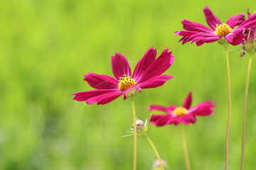 Beautiful cosmos flowers in the garden.