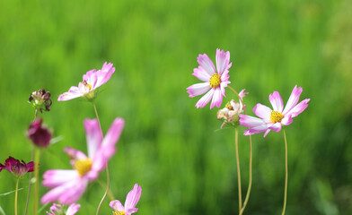 Beautiful cosmos flowers in the garden.