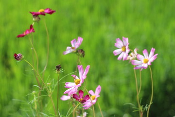 Beautiful cosmos flowers in the garden.