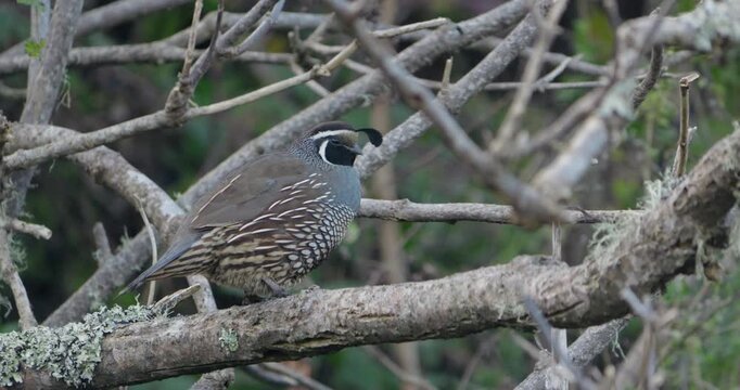 Male California Quail Perched on a Lichen-Covered Branch
