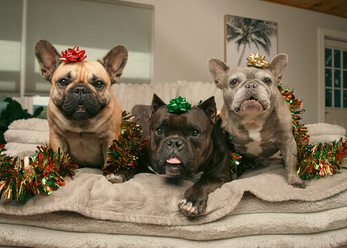 Tan and black frenchie, a grey frenchie and a black pit bull mixed breed dog wrapped in festive Christmas tinsel sitting in a row on a sofa