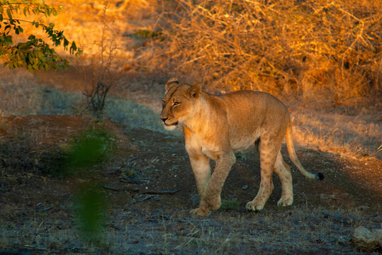 Side view of a female Lion walking in the bush at sunset, Botswana