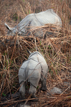 Female greater one-horned rhinoceros (Rhinoceros unicornis) and her calf in the bush, Kaziranga National park, Assam, India