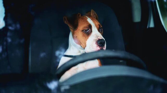 Dog sitting behind the steering wheel inside a parked car, seen through the windshield