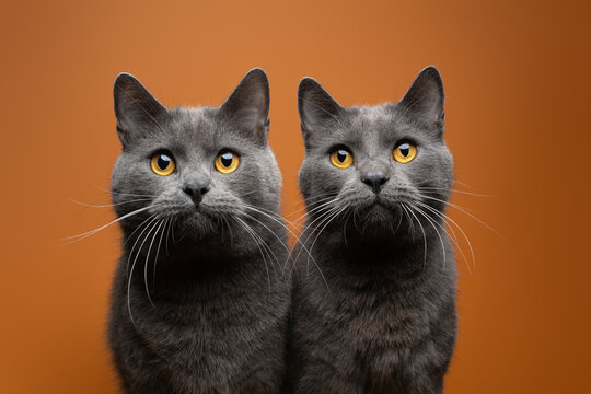 two gray british shorthair cats side by side, portrait on orange background matching the cat's eye color