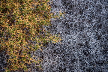 Abstract close-up view of dense entwined branches of living and dried thorny phrygana shrubs on scrubland the greek island of Paros