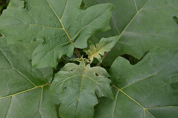 The top of a turkey berry plant is seen with growing leaves
