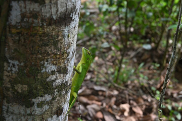 A view of a common green forest lizard looking curious on the side of a tree trunk