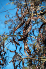 ripe wild carob on its branch.