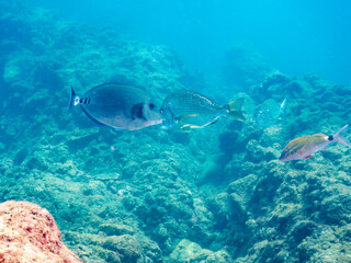 ヘダイ, Goldlined seabream, Rhabdosargus sarba, タイ科,
ニザダイ, Sawtail, Prionurus scalprum, ニザダイ科
ホウライヒメジ, Whitesaddle goatfish, Parupeneus ciliatus, ヒメジ科,
他の群れ。
ヒリゾ浜南伊豆町中木
静岡県伊豆半島-2025
日本有数のシュノーケリングスポット。
