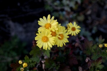 Indian Chrysanthemum, Asteraceae, perennials, 감국, 감국주