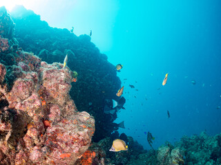 キンギョハナダイ, Pseudanthias squamipinnis, ハナダイ亜科,
シラコダイ, Chaetodon Nippon,チョウチョウウオ科,
ウメイロモドキ, Caesio teres,
ササムロ,タカサゴ科,
タカサゴスズメダイ,Chromis weberi, スズメダイ科,
ウミカラマツ, Antipathes japonica, ウミカラマツ科,
他の群れ。
ヒリゾ浜南伊豆
