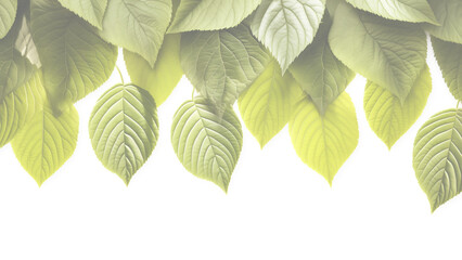 Fototapeta premium Fresh green leaves border isolated on white background with copy space