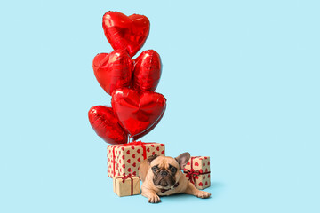 Cute French bulldog with heart shaped balloons and gifts on blue background. Valentine's Day celebration