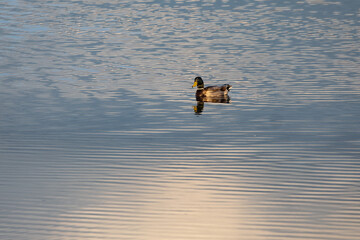 Swimming Mallard Duck