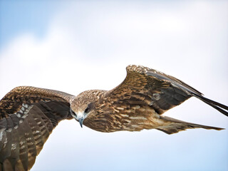 鋭い眼光で空を支配する勇壮なトビ