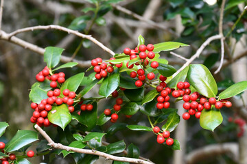 ヤバネヒイラギモチ　Chinese holly	
