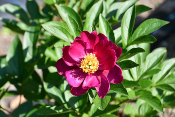 シャクヤク「燕脂紅」 Peony