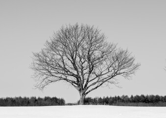Winter Tree Forms Standing Quietly in the Snowfields