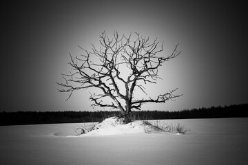 A solitary winter tree spreading its branches in all directions