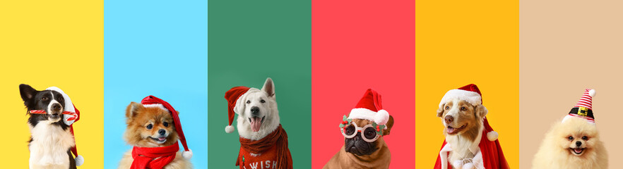 Collage of funny dogs on color background. Christmas celebration