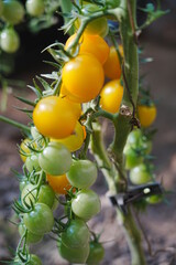 Tomatoes, fruits, and tomatoes grow in a greenhouse