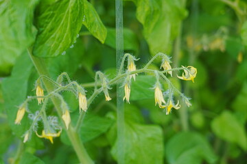 Tomatoes, fruits, and tomatoes grow in a greenhouse