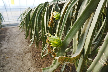 Close up of dragon fruit in greenhouse