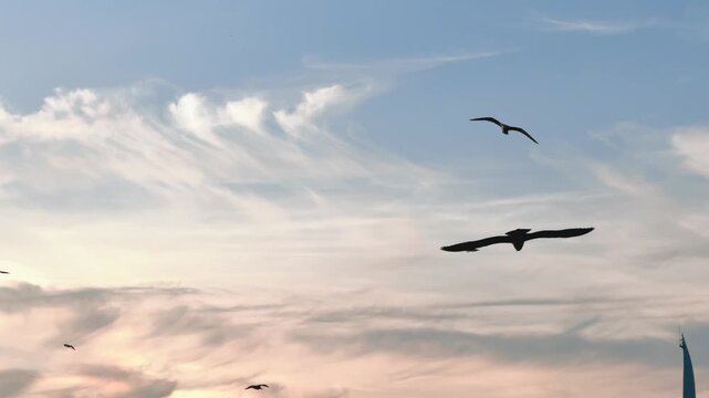Seagulls soaring in the blue sky above the city at sunset