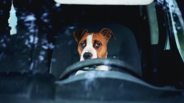 Dog sitting behind the steering wheel inside a parked car, seen through the windshield