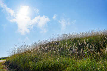 Autumn landscape of Hwangmaesan Provincial Park, Hapcheon, South Korea, with a vast field of eulalia (silver grass)