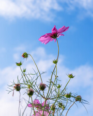 Single cosmos flower with a beautiful blue sky