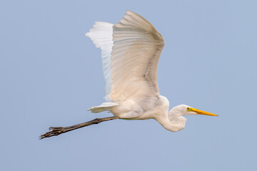 Great egret flies close by