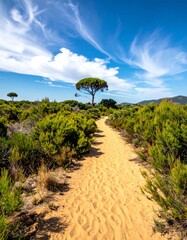 Sandy path leading to a lone tree in a vibrant landscape.