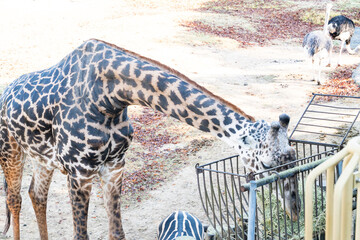 キリンが草を食べる迫力ある瞬間